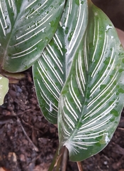 Goeppertia sanderiana