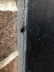 Bibio femoratus