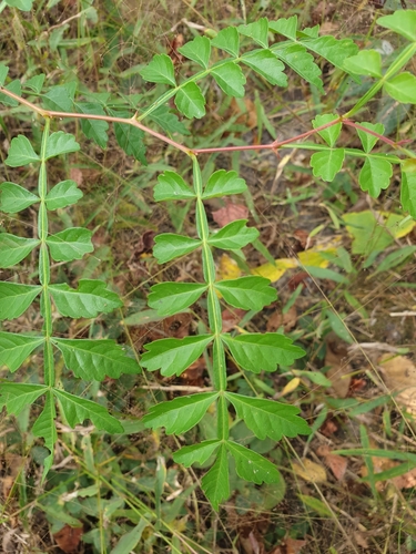 Harrisonia perforata observed 2021-12-22