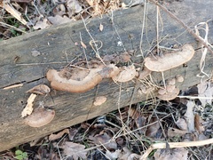 Gloeophyllum trabeum