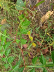 Harrisonia perforata