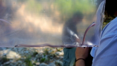 Tantilla hobartsmithi