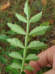 Harrisonia perforata