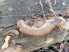 Gloeophyllum trabeum