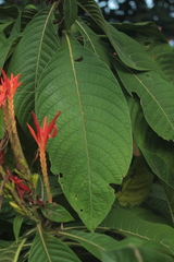 Aphelandra crenata