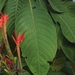 Aphelandra pilosa Leonard 2