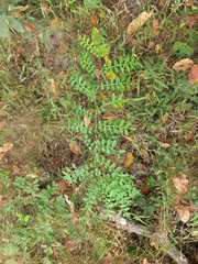 Harrisonia perforata