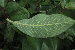 Aphelandra crenata