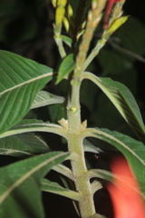 Aphelandra crenata