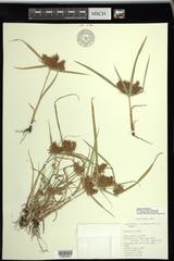Cyperus odoratus squarrosus