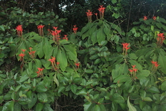 Aphelandra crenata