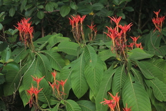 Aphelandra crenata