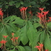 Aphelandra pilosa Leonard 3