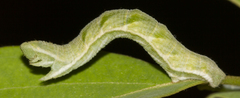 Pingasa chlora