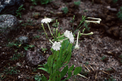 Nicotiana paa