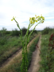 Rapistrum perenne