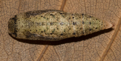 Pingasa chlora