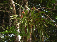 Aechmea mertensii