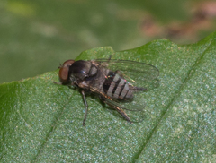 Platypezinae