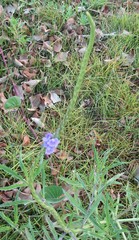 Stachytarpheta angustifolia
