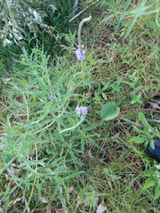 Stachytarpheta angustifolia