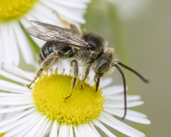 Melissodes illatus