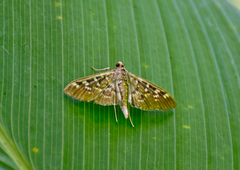 Phostria