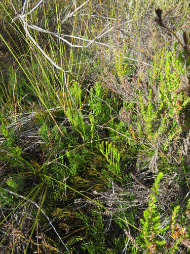 Image of Serruria effusa by (c) Tony Rebelo, some rights reserved (CC BY-SA)