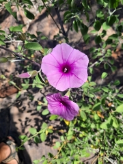 Ipomoea holubii