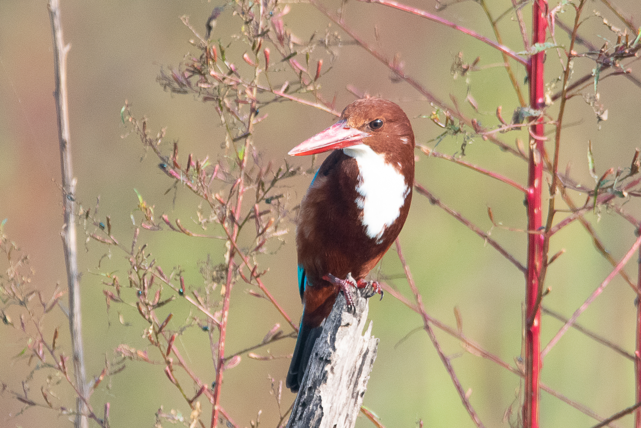 White-throated Kingfisher