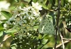 Hesperocharis erota