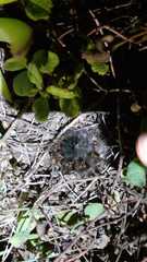 Macrothylacia digramma