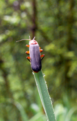 Cantharis pellucida