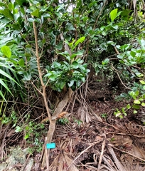 Coccoloba diversifolia