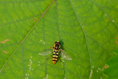 Ischiodon