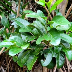 Coccoloba diversifolia