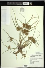Cyperus engelmannii