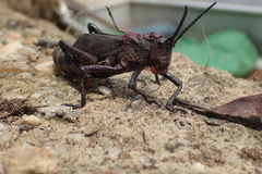 Dictyophorus