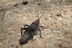 Dictyophorus