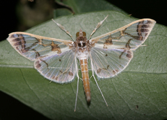 Polythlipta divaricata