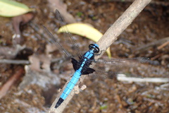 Cyanothemis simpsoni