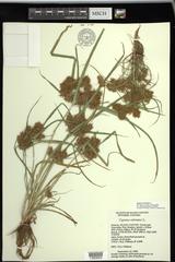 Cyperus odoratus squarrosus