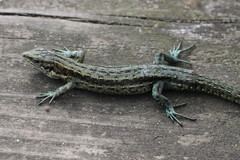 Viviparous Lizard photo 1
