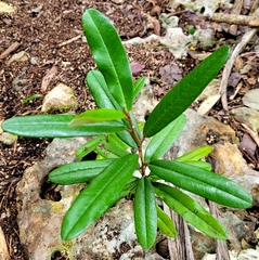 Quadrella jamaicensis