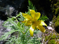 Adonis apennina