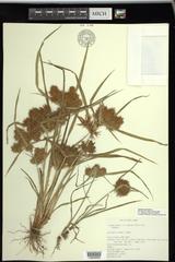 Cyperus odoratus squarrosus