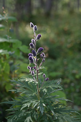 Aconitum burnatii