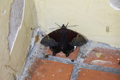 Coronidia