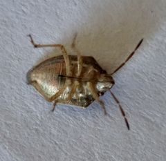 Aeliomorpha