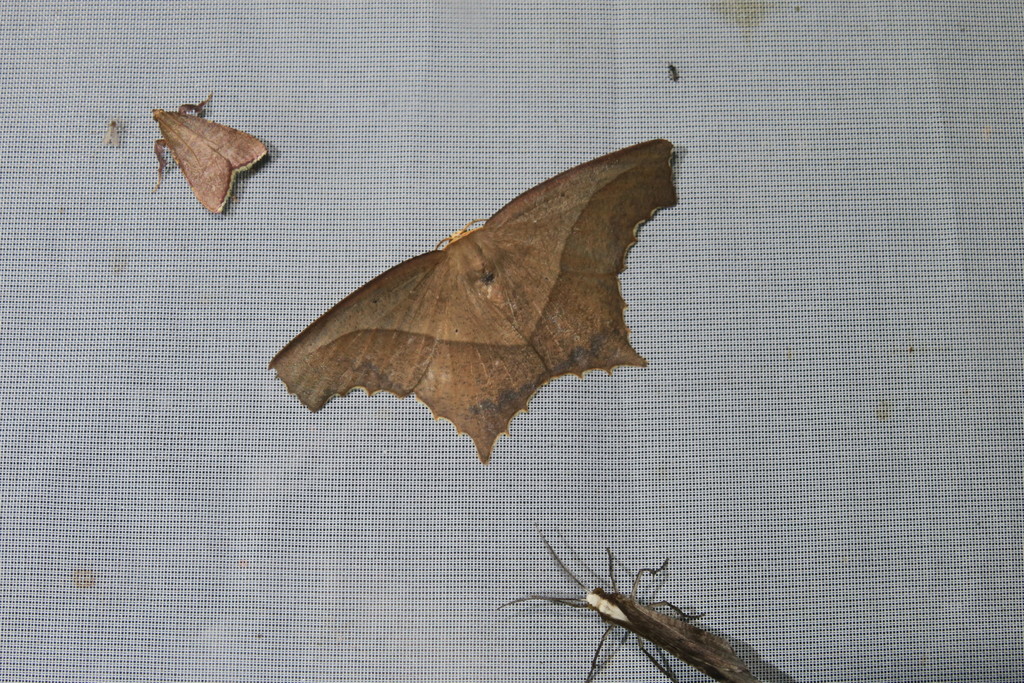 Eutomopepla rogenhoferi